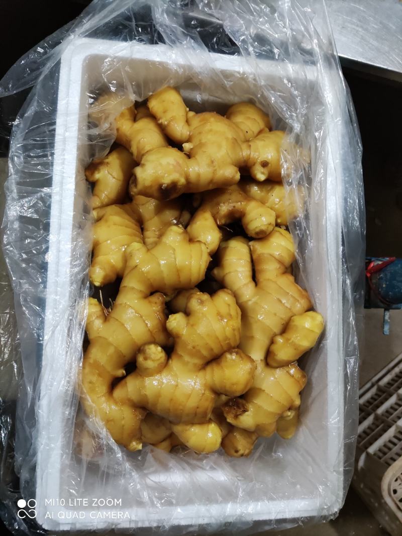 安丘大黄姜产地一手货源现挖现发市场电商皆可加工包装