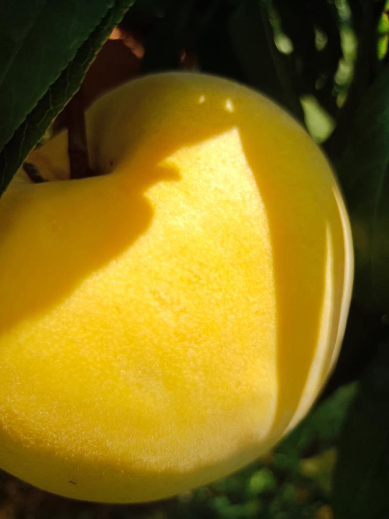 精品黄桃产地直供质量保证可发全国