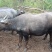 放养水牛