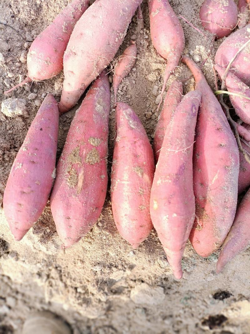 新一批六鳌蜜薯香甜软糯，一手货源基地直供