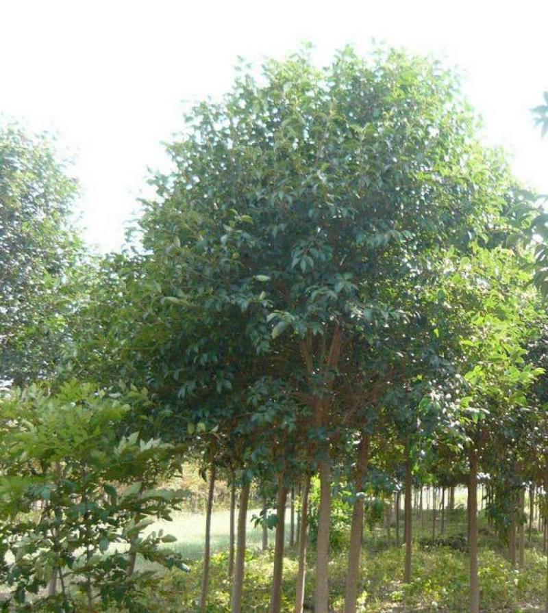 大叶女贞基地发货一手货源品质保证量大从优