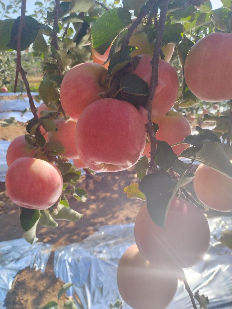 辽宁省葫芦岛市绥中县乔纳金苹果产地直发一手货源大量供应
