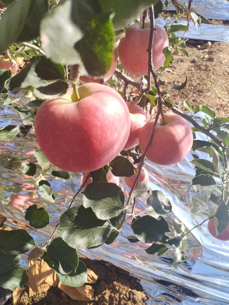 辽宁省葫芦岛市绥中县乔纳金苹果产地直发一手货源大量供应