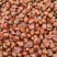 板栗