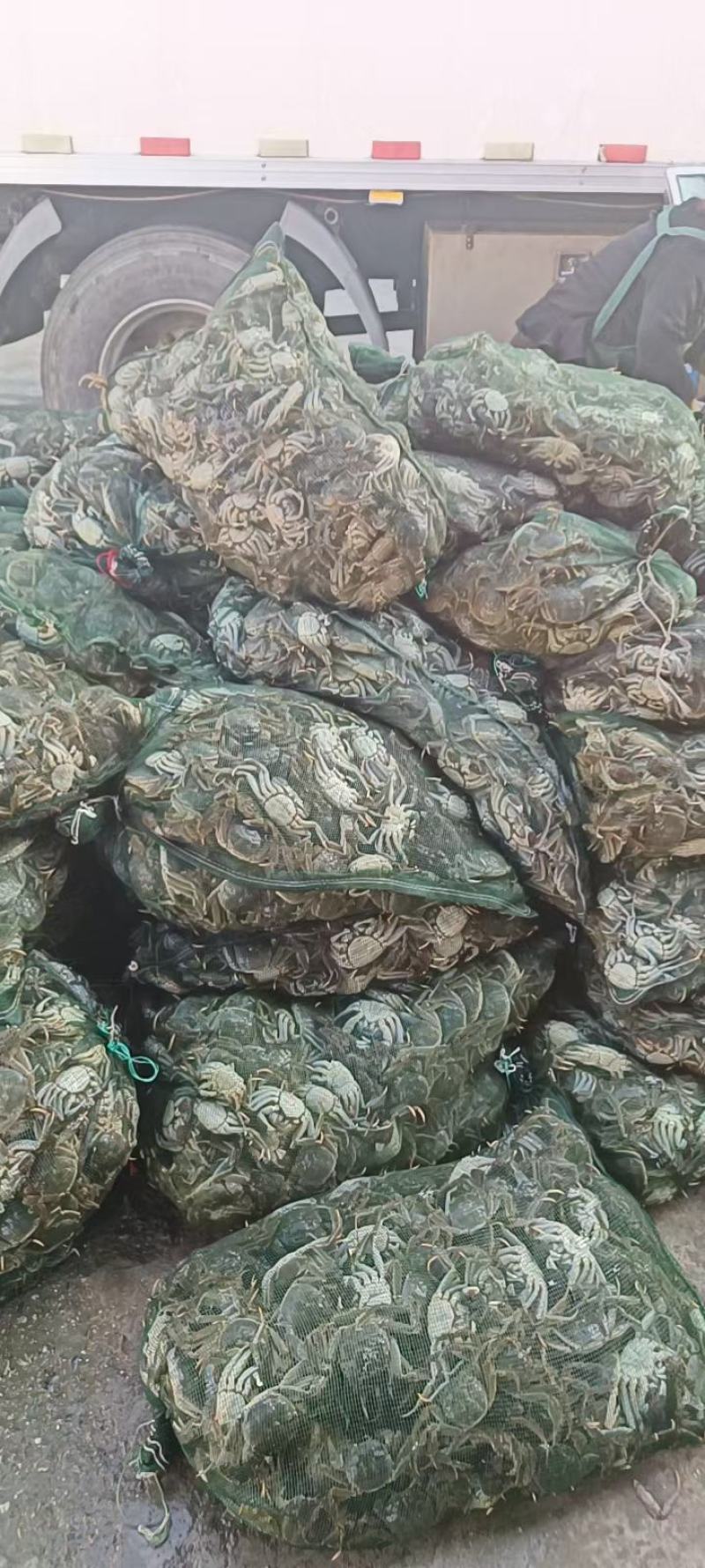 【公蟹批发】洪湖鲜活大闸蟹一手货源直供全国