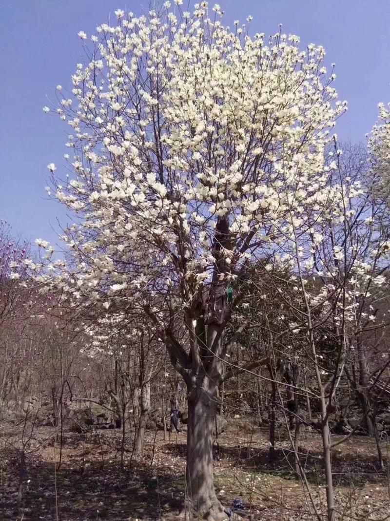 玉兰树，大规格红玉兰，黄玉兰，白玉兰，河南南召玉兰树