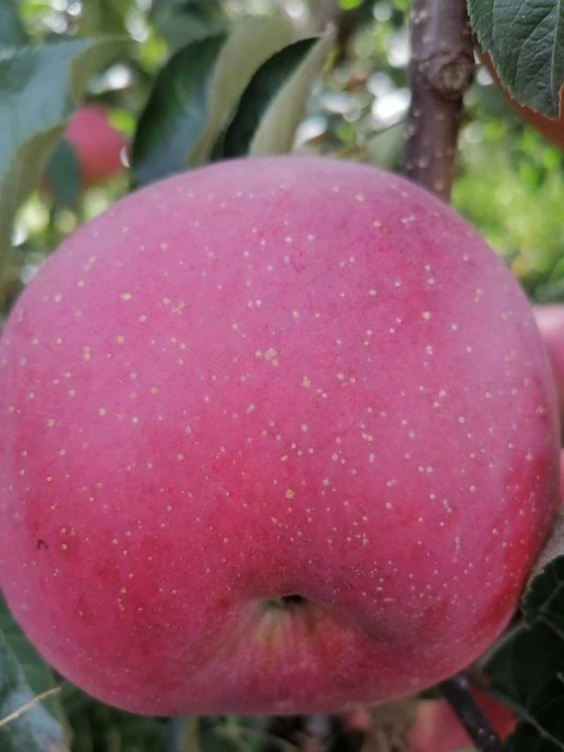 昭通2001苹果丑苹果大量上市，欢迎各位老板采购货源充足