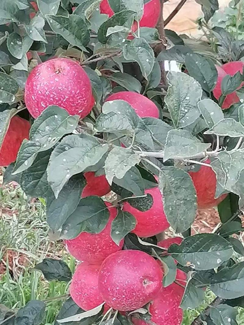 昭通2001苹果丑苹果大量上市，欢迎各位老板采购货源充足