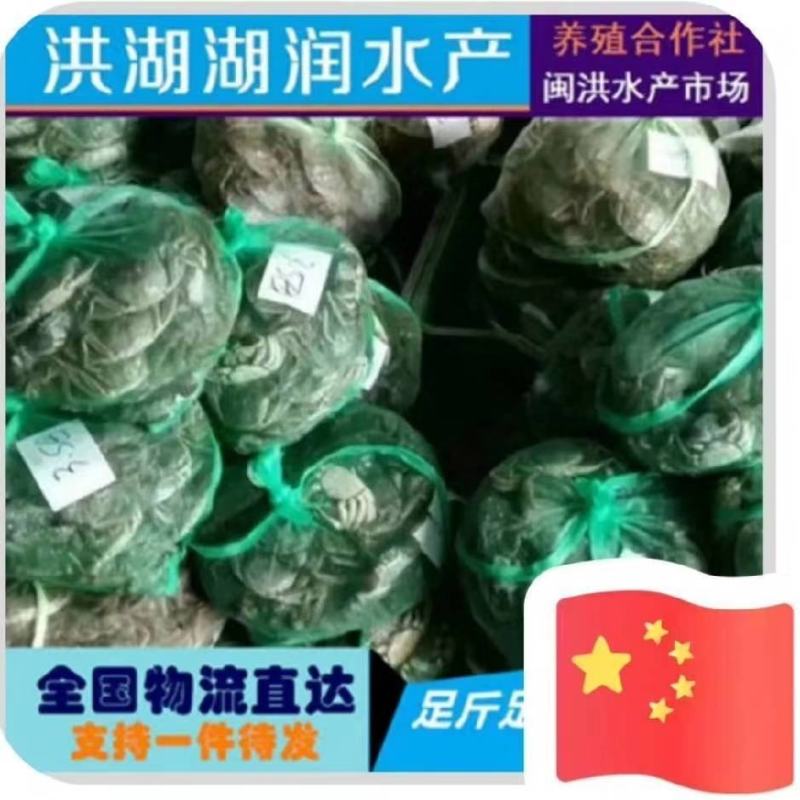 【公蟹批发】洪湖鲜活大闸蟹一手货源直供全国