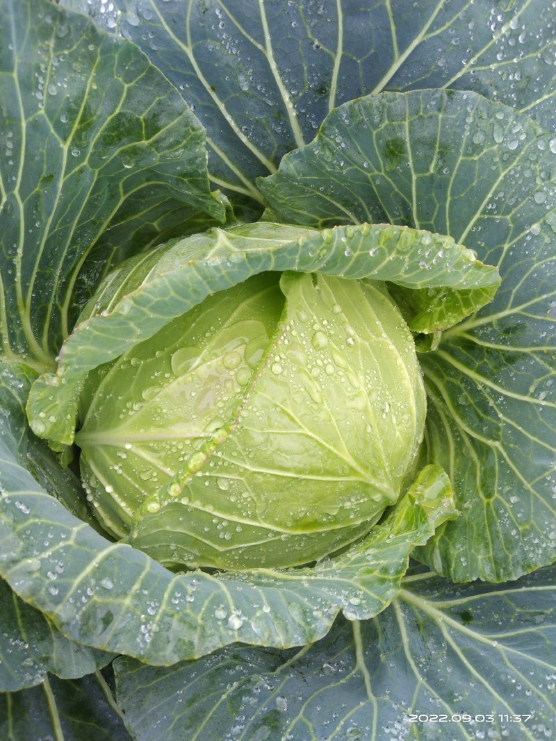 包包菜，甘蓝，包菜，寒将军包菜，寒将军，莲花白