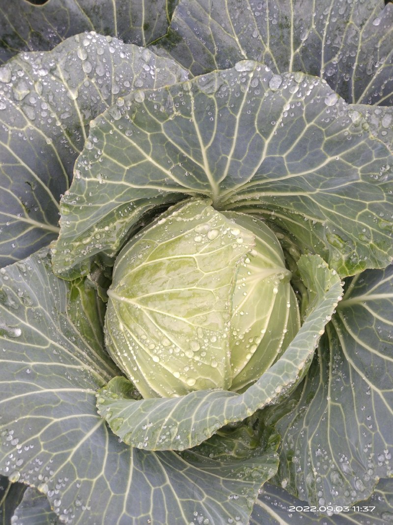包包菜，甘蓝，包菜，寒将军包菜，寒将军，莲花白