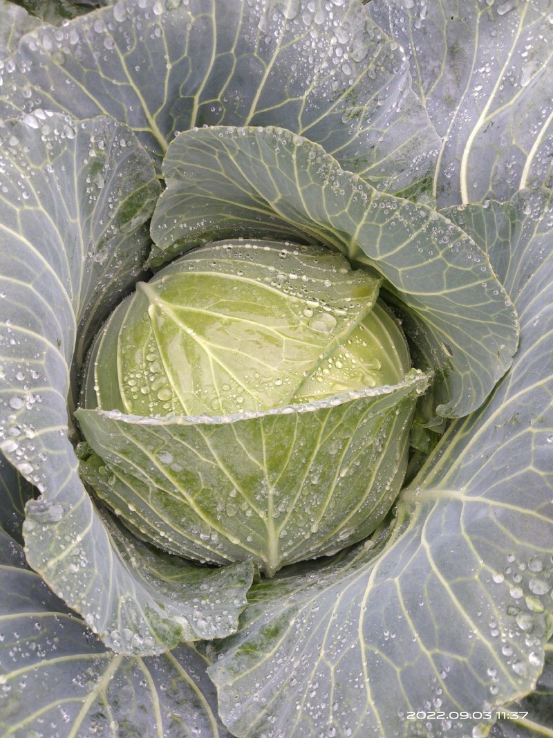 包包菜，甘蓝，包菜，寒将军包菜，寒将军，莲花白