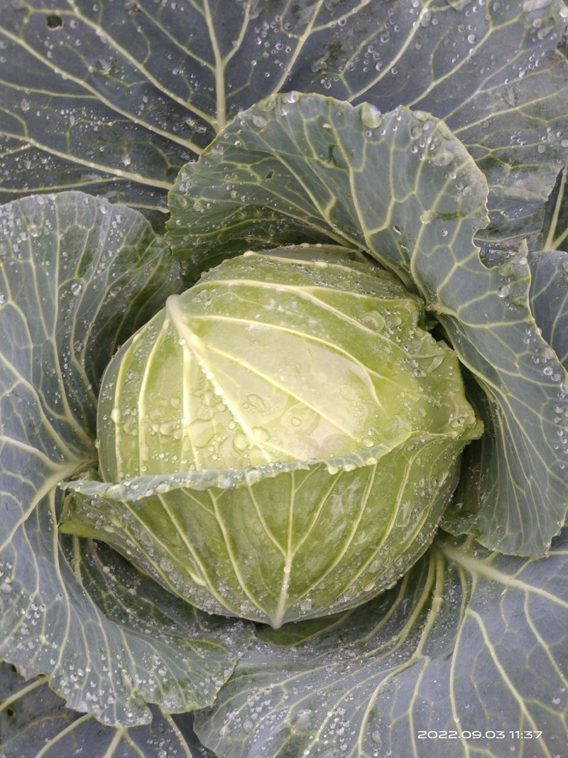 包包菜，甘蓝，包菜，寒将军包菜，寒将军，莲花白
