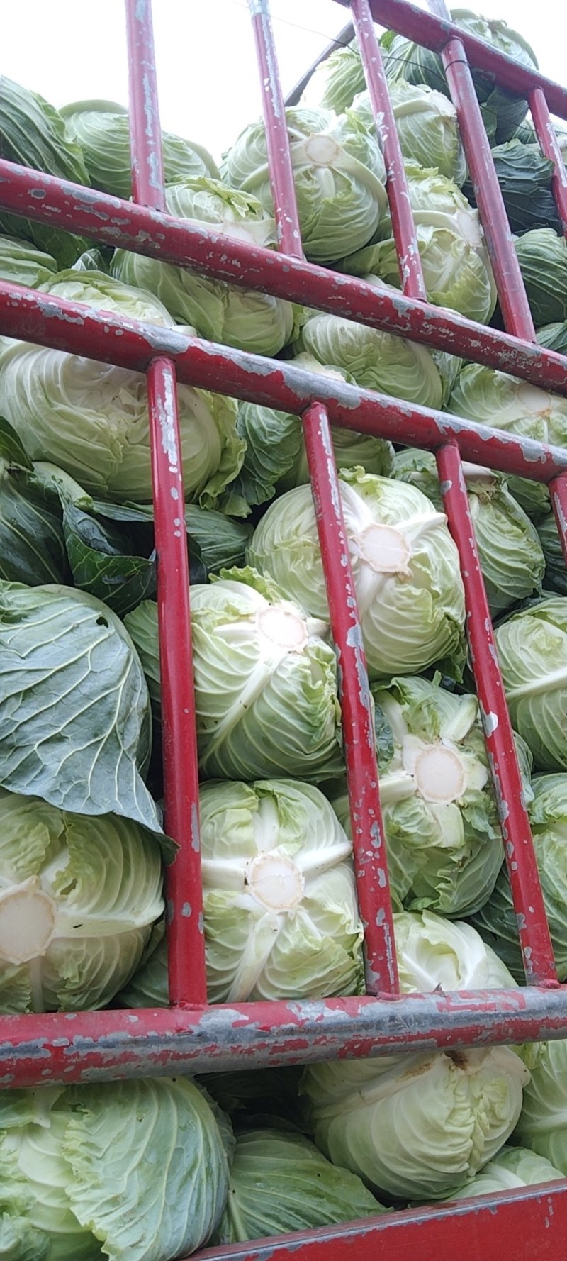 包包菜。莲花白。高山包包菜。寒将军。包菜