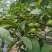 100亩青皮核桃，铜川市宜君县有清香和香菱其他