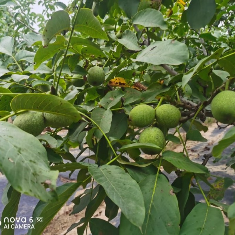 100亩青皮核桃，铜川市宜君县有清香和香菱其他