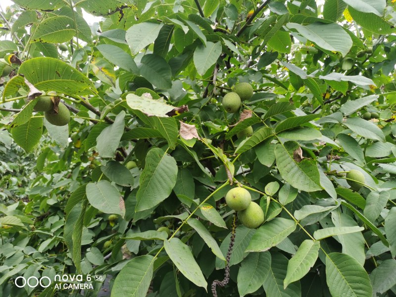 100亩青皮核桃，铜川市宜君县有清香和香菱其他