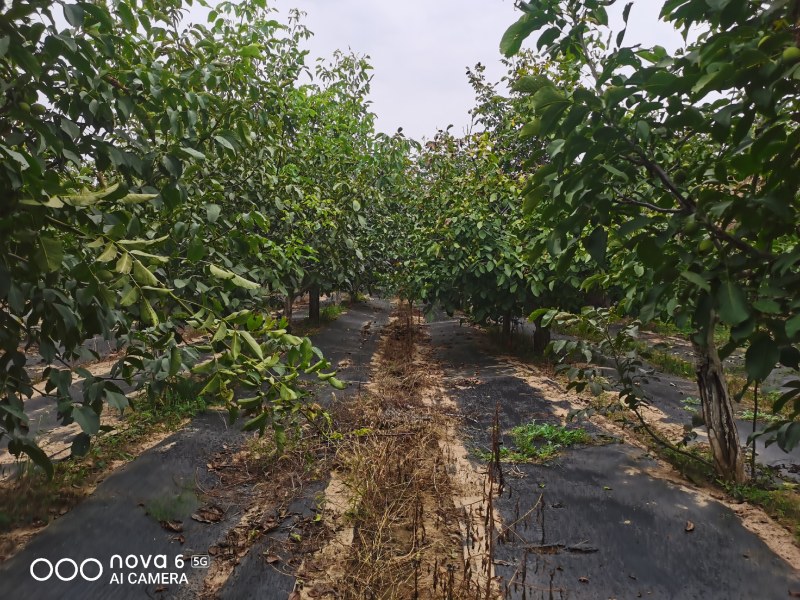 100亩青皮核桃，铜川市宜君县有清香和香菱其他