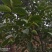 100亩青皮核桃，铜川市宜君县有清香和香菱其他