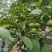 100亩青皮核桃，铜川市宜君县有清香和香菱其他