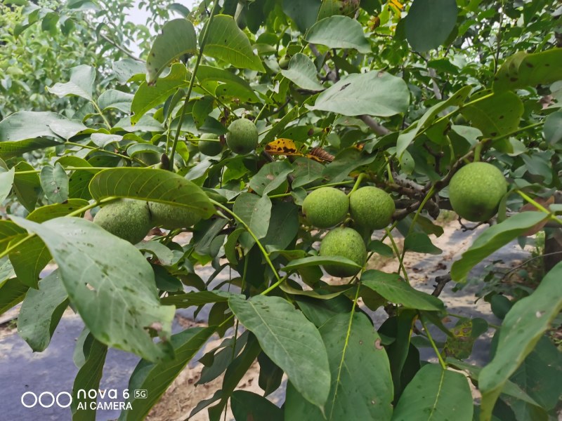 100亩青皮核桃，铜川市宜君县有清香和香菱其他