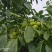 100亩青皮核桃，铜川市宜君县有清香和香菱其他