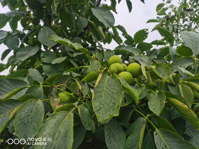100亩青皮核桃，铜川市宜君县有清香和香菱其他
