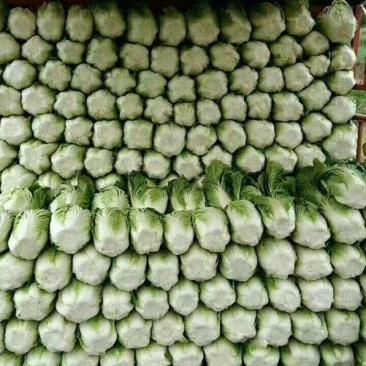 黄心大白菜