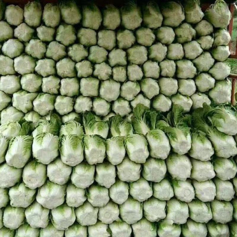 黄心大白菜