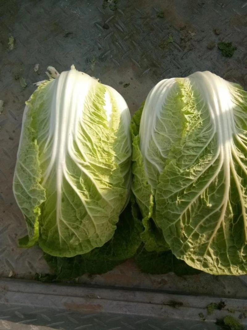 黄心大白菜