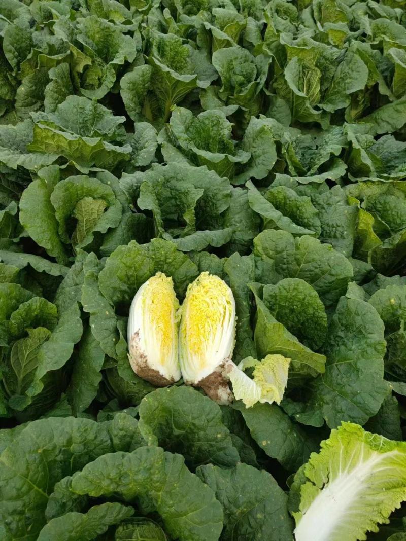 黄心大白菜