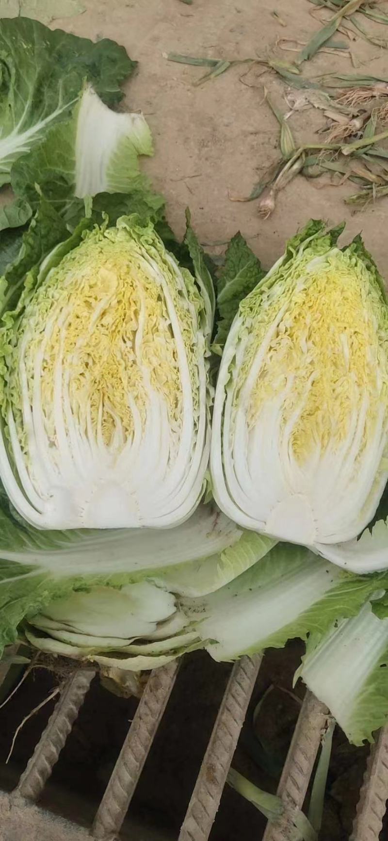 黄心大白菜