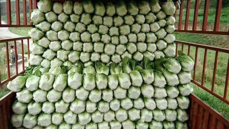 黄心大白菜