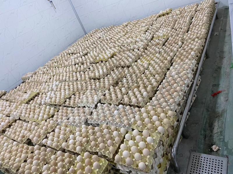 北京双黄蛋大量批发，双黄蛋供应