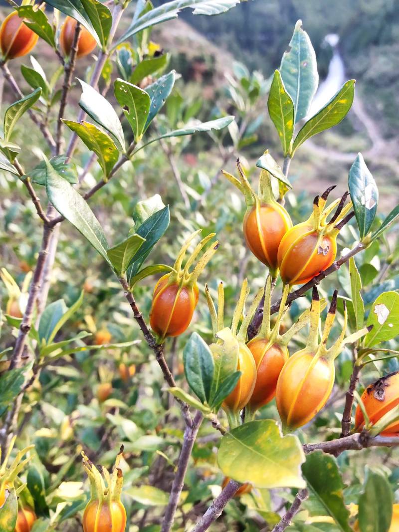 大量黄栀子即将上市