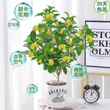 独坐小庭里，风吹桂花香。