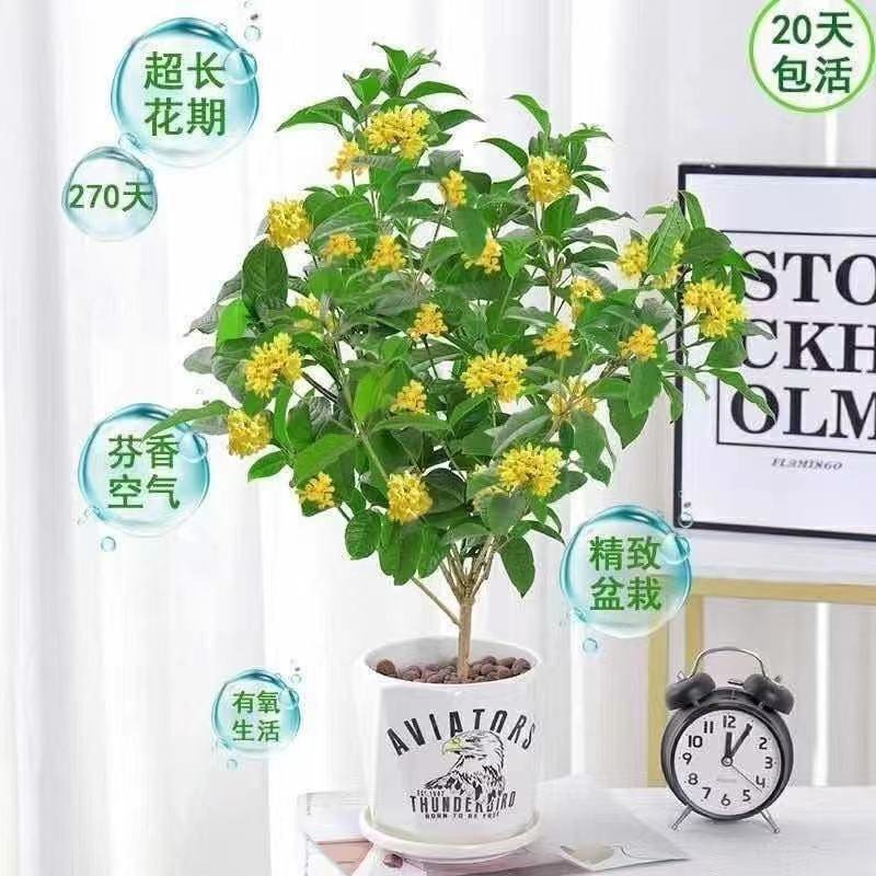 独坐小庭里，风吹桂花香。