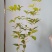 独坐小庭里，风吹桂花香。