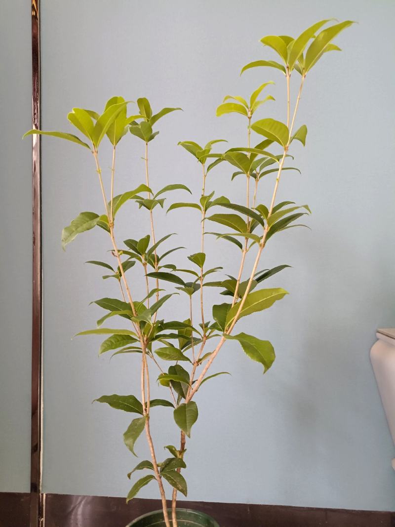 独坐小庭里，风吹桂花香。