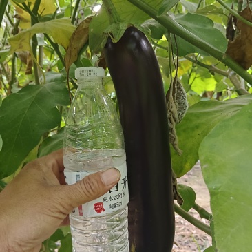 布莱迪绿把长茄