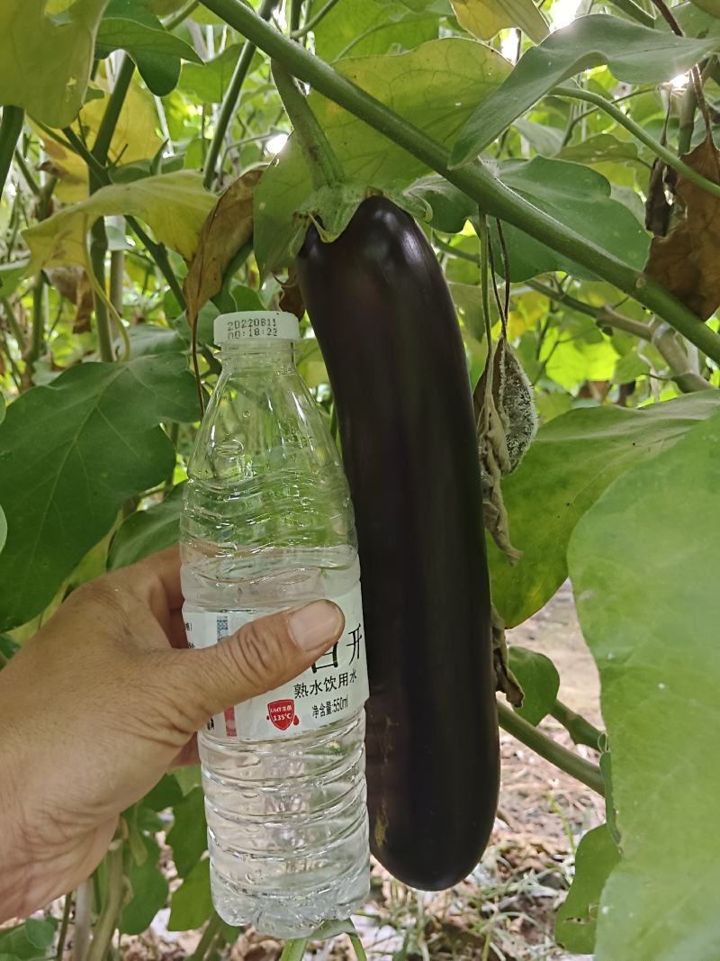 布莱迪绿把长茄