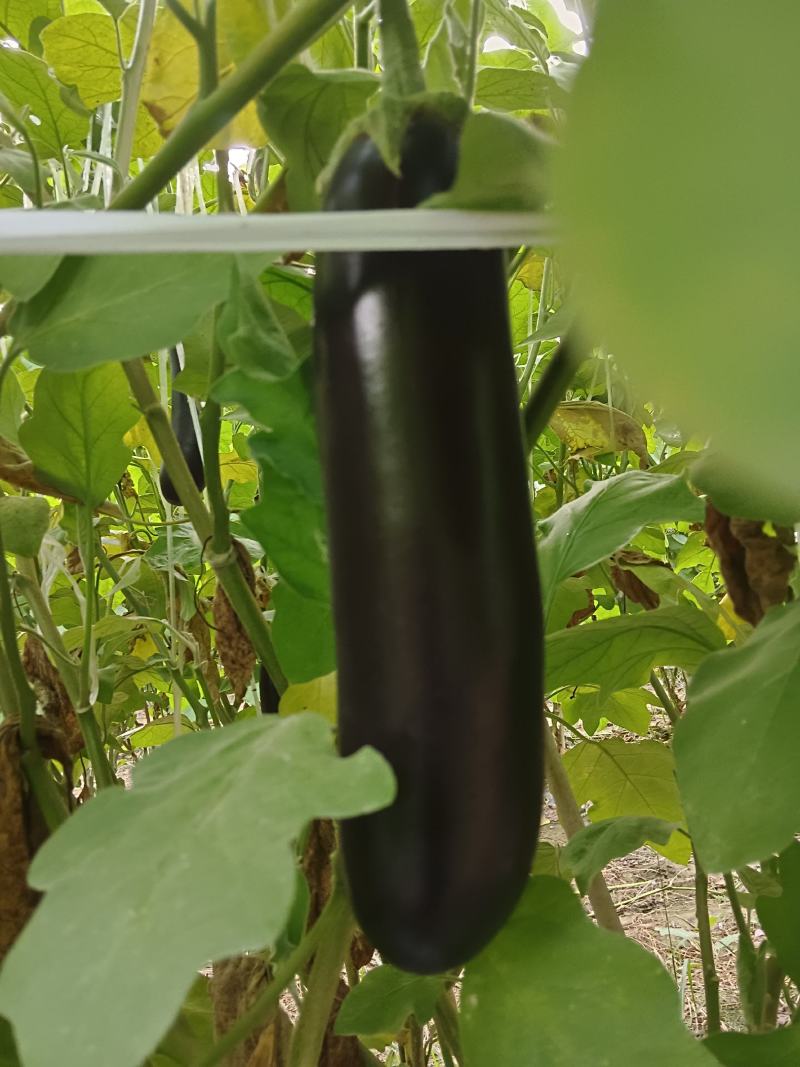 布莱迪绿把长茄