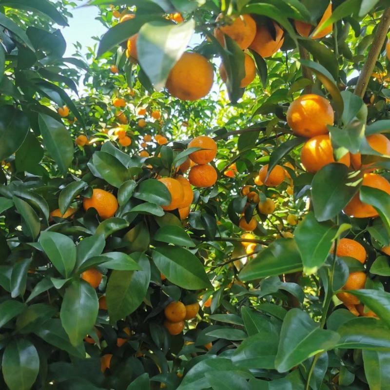 广西平南县万亩基地砂糖橘，皮细起油出砂，口感纯甜化渣。