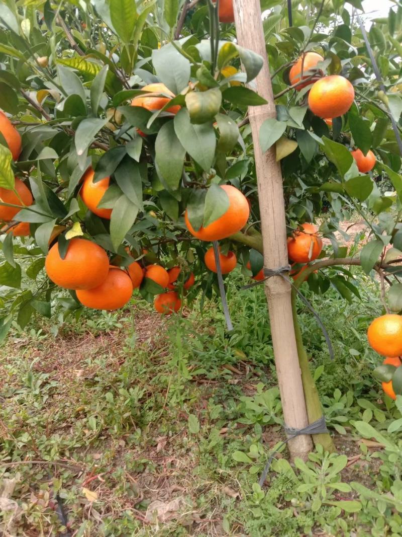 广西平南县万亩高山沃柑，细皮光滑无花无溃疡、口感纯甜化渣