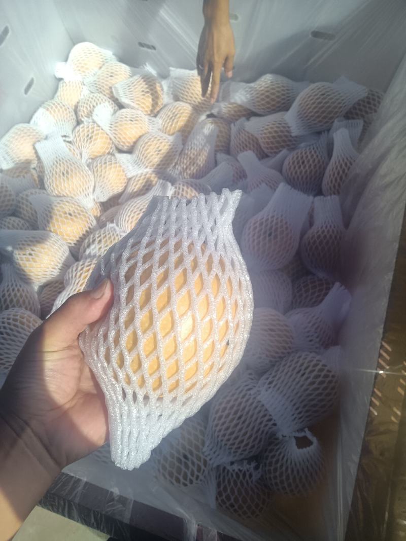 大果秋月