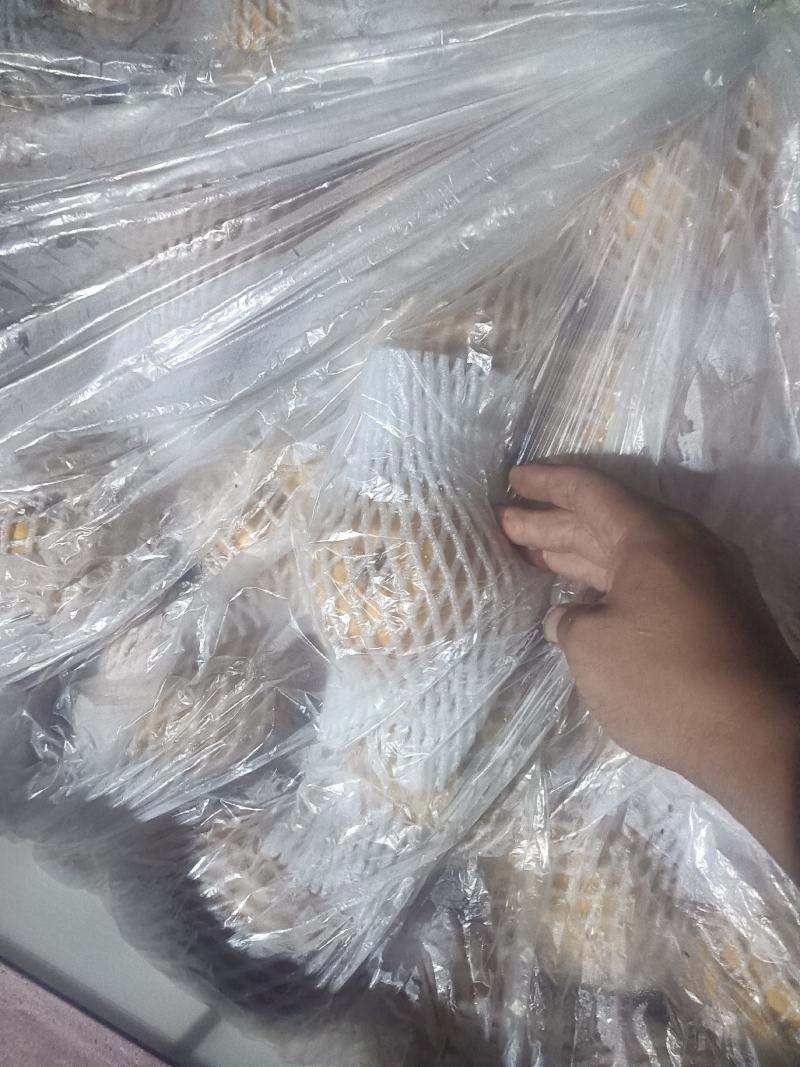大果秋月