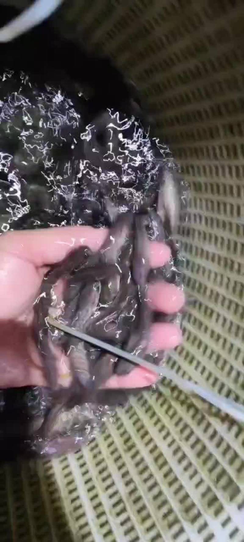 黑鱼苗，乌鱼苗，黑柴鱼苗，生鱼苗，财鱼，杂交生鱼