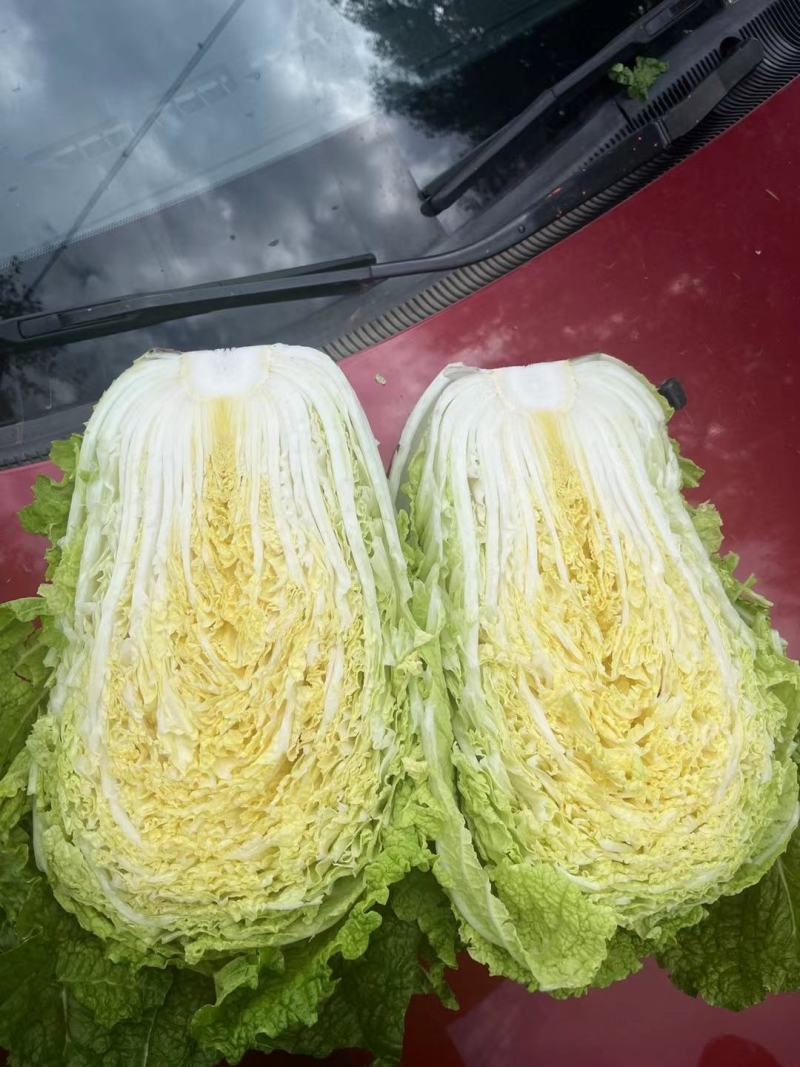 黑龙江大白菜