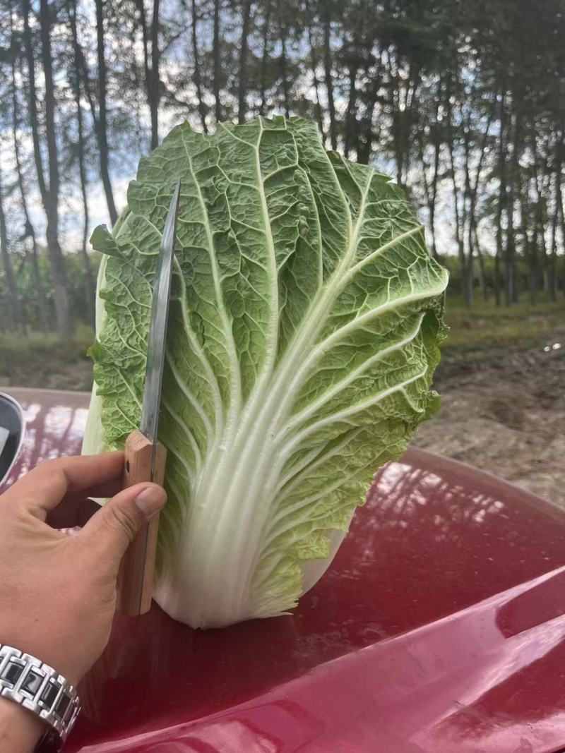 黑龙江大白菜