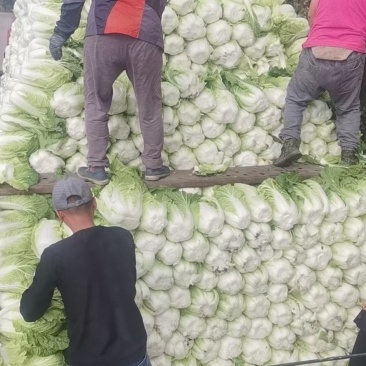 黑龙江大白菜